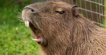 Are Capybaras Pets?