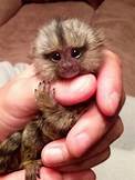 Can You Have a Pet Monkey in Ohio?