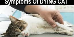 Do Cats Know When Another Pet Dies?