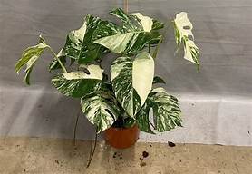 Is Monstera Toxic to Pets?