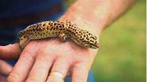Do Leopard Geckos Make Good Pets?