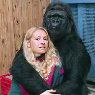 Can You Have a Pet Gorilla?