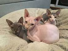 Are Sphynx Cats Good Pets: The Pros and Cons