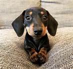 Do Dachshunds Make Good Pets?