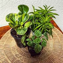 Are Peperomia Pet Safe?