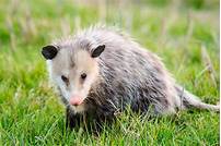 How Long Do Pet Opossums Live?
