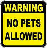 Are Pets Allowed on the Auto Train?