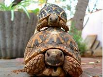 Are Russian Tortoises Good Pets?