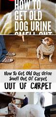 How to Get Pet Pee Smell Out of Carpet
