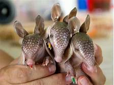 Can You Have a Pet Armadillo in Tennessee?