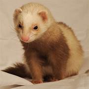 Can I Have a Pet Ferret?