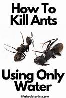 How to Kill Ants Without Harming Pets