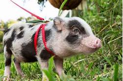 Can Pigs Make Good Pets?