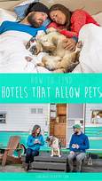 How to Find Hotels that Allow Pets