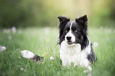 Are Border Collies Good Pets?