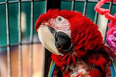 How Long Does a Pet Parrot Live?