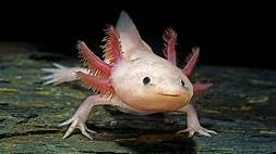 How to Get a Pet Axolotl