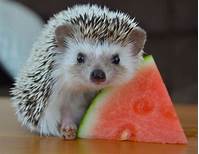 Can I Have a Hedgehog as a Pet?
