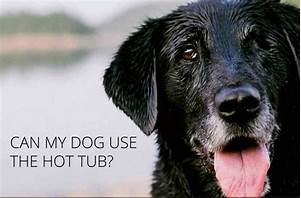 Is Hot Shot Safe for Pets?