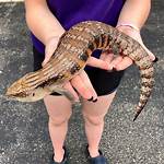 Are Blue Tongue Skinks Good Pets?