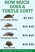 How Much Do Pet Turtles Cost?