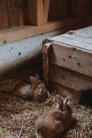 How Long Do Bunnies Live For As Pets?