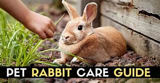 How to Care for Rabbits as Pets