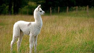 Do Llamas Make Good Pets?