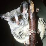 Can You Have a Bushbaby as a Pet?