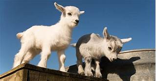 Do Pygmy Goats Make Good Pets?