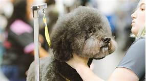 How Much Does a Pet Groomer Make?