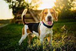 Do Beagles Make Good House Pets?