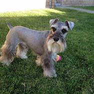 Is a Miniature Schnauzer a Good Pet?