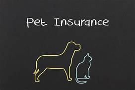 Is Pet Insurance a Good Idea?