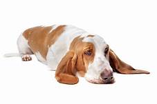 Are Basset Hounds Good Pets: Know Before You Bark