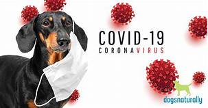 Can You Give Your Pet COVID?