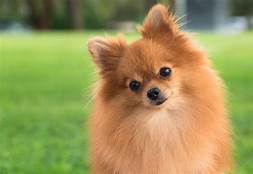 Are Pomeranians Good Pets?