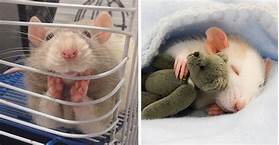How to Look After Pet Rats