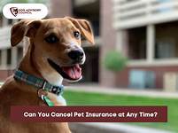 How to Cancel Pet Insurance