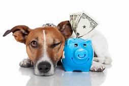 Is Pet Insurance Worth It for a Dog?