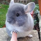 Are Chinchillas Exotic Pets?