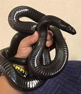 Are Mexican Black Kingsnakes Good Pets?