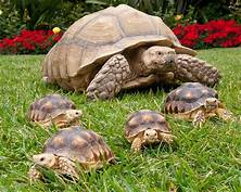 How Much Is a Tortoise Pet?