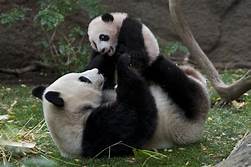 Can You Have a Panda Bear As a Pet?