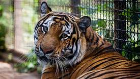 Can You Own a Pet Tiger?