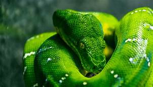 Are Emerald Tree Boas Good Pets?