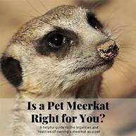 Can Meerkats Be Pets?