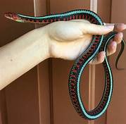 Can You Keep Garter Snakes as Pets?