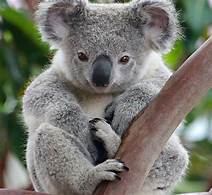 Can Koala Bears Be Pets?