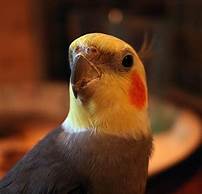 Can Birds Make Good Pets?